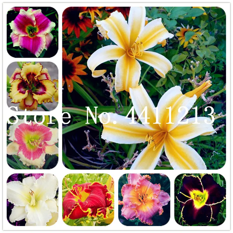 

50 Pcs Hybrid Mix Yellow Daylily Flowers plants Rare Colour Hybrid Hemerocallis plants New Day Lily plants Packet Garden Decor