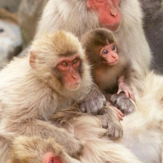 Japan  Nagano  Jigokudani  Snow Monkey Family Poster Print by Rob Tilley (15 x 23)