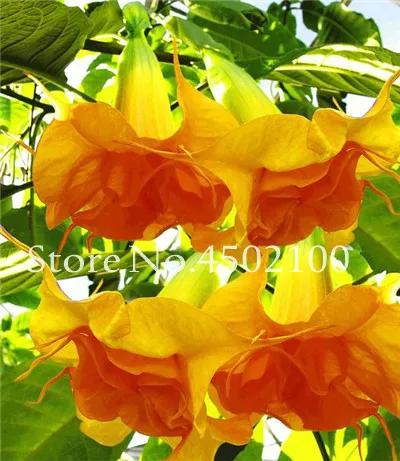 50 Pcs Rainbow Brugmansia Datura Bonsai, Dwarf Brugmansia Angel Trumpets Bonsai Flower Tree, Rare Potted Plant For Home Garden 50 Pcs Rainbow Brugmansia Datura Bonsai, Dwarf Brugmansia Angel Trumpets Bonsai Flower Tree, Rare Potted Plant For Home Garden