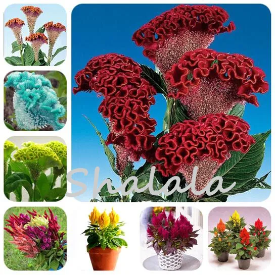 

1000 Pcs Rare Cockscomb Flower (Mixed) Colesia Pride Cocks Bonsai Plant for Sale Sementes De Flores Garden Pot Decorate Room