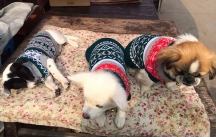 Свитер Petalk Snowflower для кошек, вязаная Одежда для питомцев, пальто для собак, кошек, Рождественская Одежда для собак, для маленьких питомцев, XS, s, m, l, xl, XXL