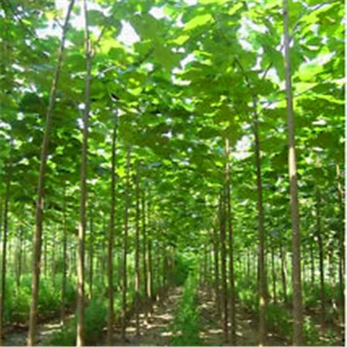 Free Shipping paulownia elongata New forest tree bonsai,200Pcs/pack fast growing tree
