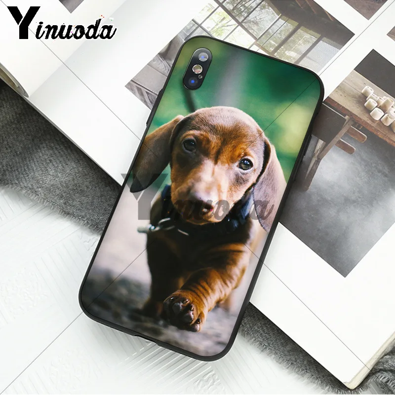 black Dachshund Doberman Dog face 