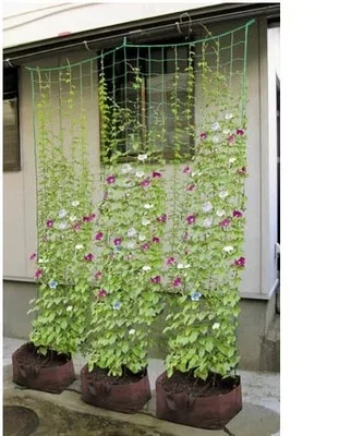 

Horticultural net, flowers, fruits and other garden ornaments with climbing rattan net and plastic net