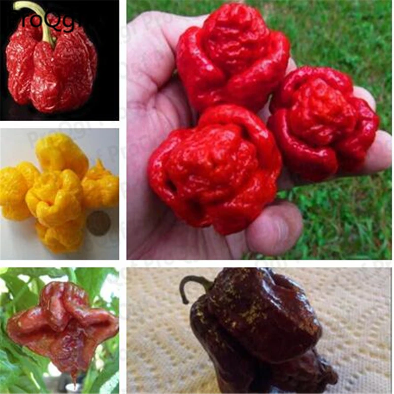 

5000Pcs A Set Mixed Random Carolina Reaper