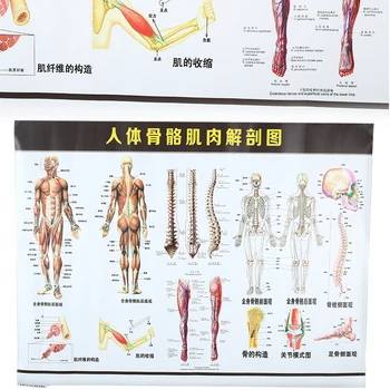 

Anatomy Muscles Poster Muscle System Posters 60x80cm Maps Body Pictures Hospital School Anatomical Professional Educational