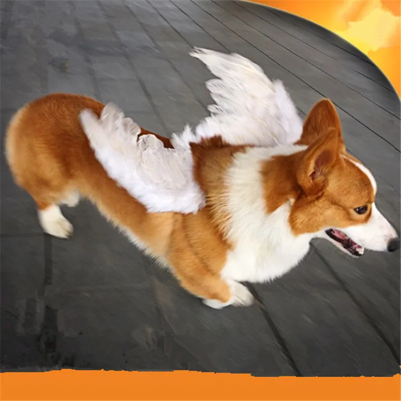 

Fashion Pets Harness Animal Dog Back Angel Wings Style Pet Beauty Protection Collar for Dogs