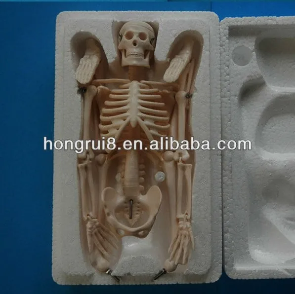 103 skeleton model 2