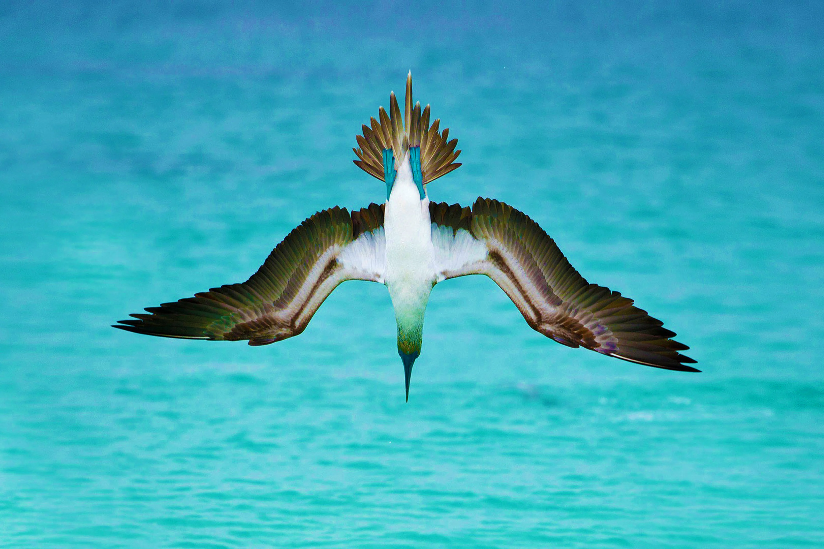 Online Get Cheap Sea Bird Aliexpress Alibaba Group in Amazing seabird from home decor you must have