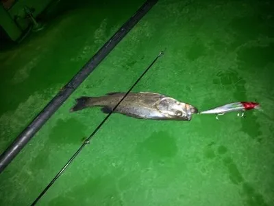 Seabass Fishing Lure (8)