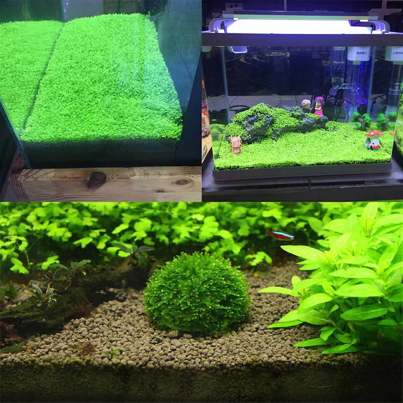 Aquarium Plant Seeds Aquatic Water Grass Decor & 5cm Plastic Natural
