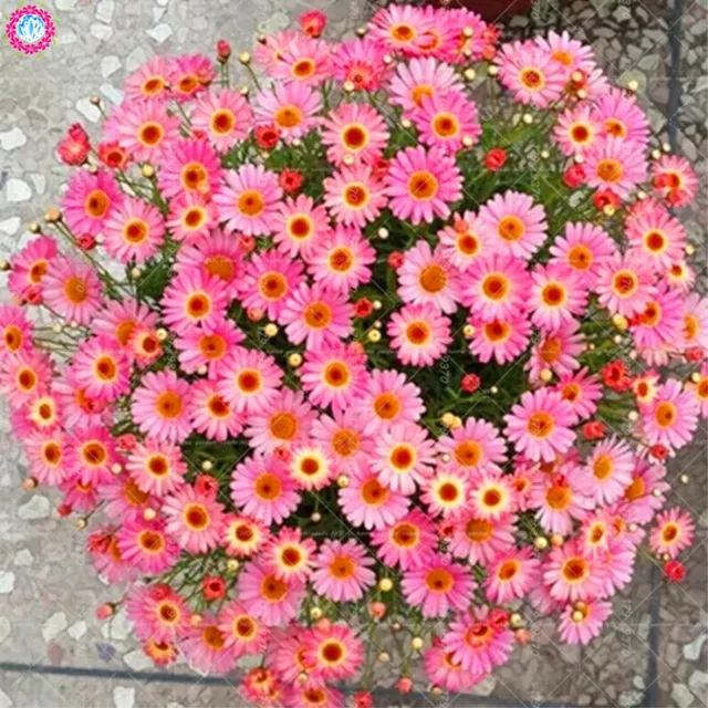 30Pcs Bonsai Daisy Gerbera Daisy Flower Perennial Indoor Four Seasons