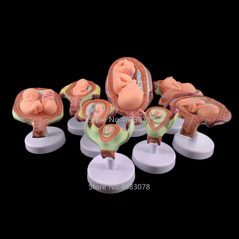 

8 X Fetal model Anatomical Human Fetal Development Model - Baby Fetus Foetus Pregnancy Anatomy