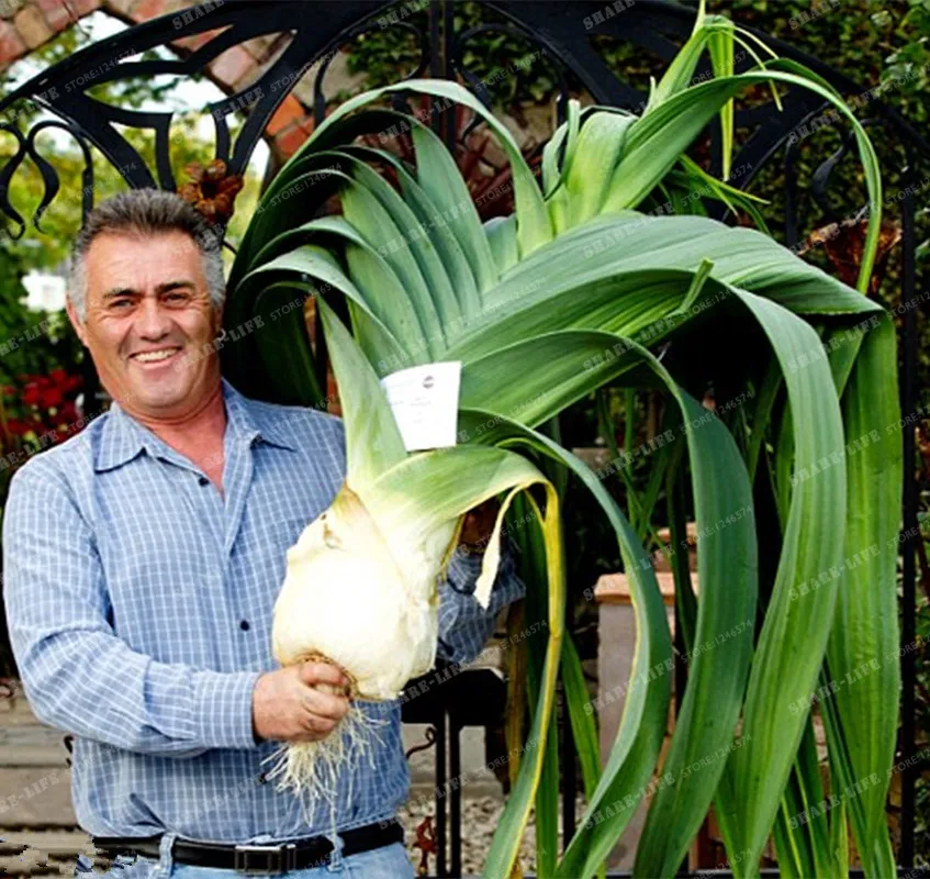 

100pcs/bag Giant Leek Bonsai (Allium tricoccum) Perennial Balcony Potted Plants Bonsai Organic Vegetables Chives