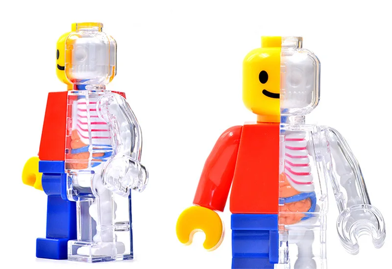 4d человеческая прозрачная перспектива анатомическая модель скелета кости головоломка собранная медицинская игрушка