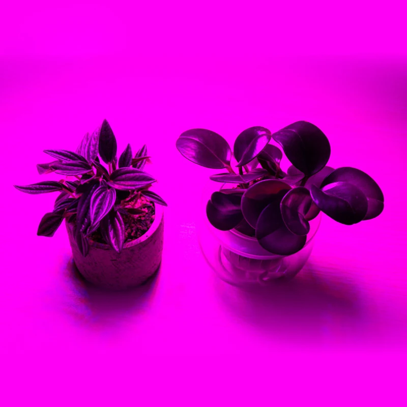  LED 5M Grow Light Strip S5050 3/4/5 Red 1 Blue Full Spectrum IP65 Phyto Lamp DC12V Fitolamp for Gre - 33012191374