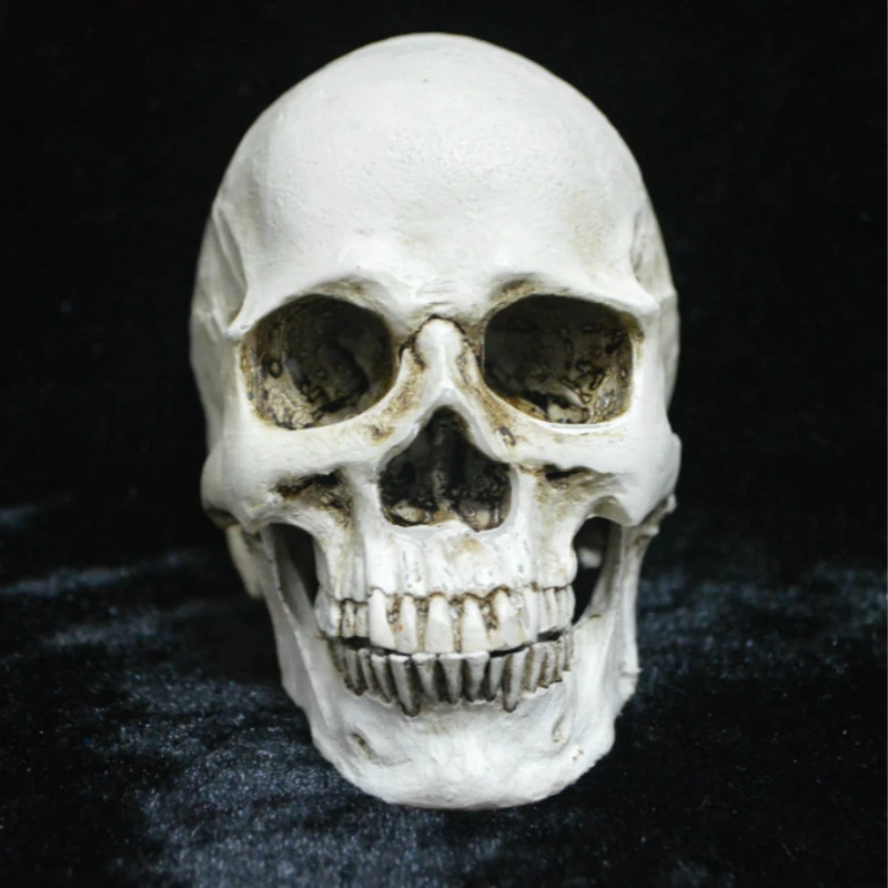 

Human Head Resin Replica Medical Model Skull Chin Can Separated Craft Skull Statues Sculpture Halloween Home Decorations