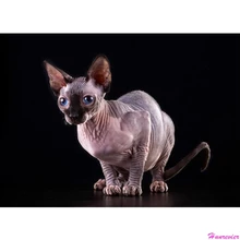 Алмазная вышивка, фото на заказ 5d алмазная живопись, вышивка крестом, 3D, Алмазная мозаика, Сфинкс Кошка Алмазная картина домашний декор