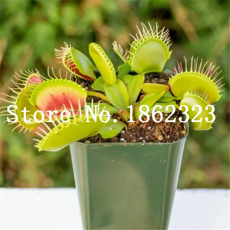 Big Promotion! 100Pcs Potted Insectivorous Bonsai Plant Blue Dionaea Muscipula Carnivorous Plants Giant Clip Venus Flytrap Plant Big Promotion! 100Pcs Potted Insectivorous Bonsai Plant Blue Dionaea Muscipula Carnivorous Plants Giant Clip Venus Flytrap Plant