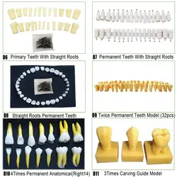 Зубные постоянные зубы модель молочных зубов с прямыми корнями ДЛЯ SF Studay модель
