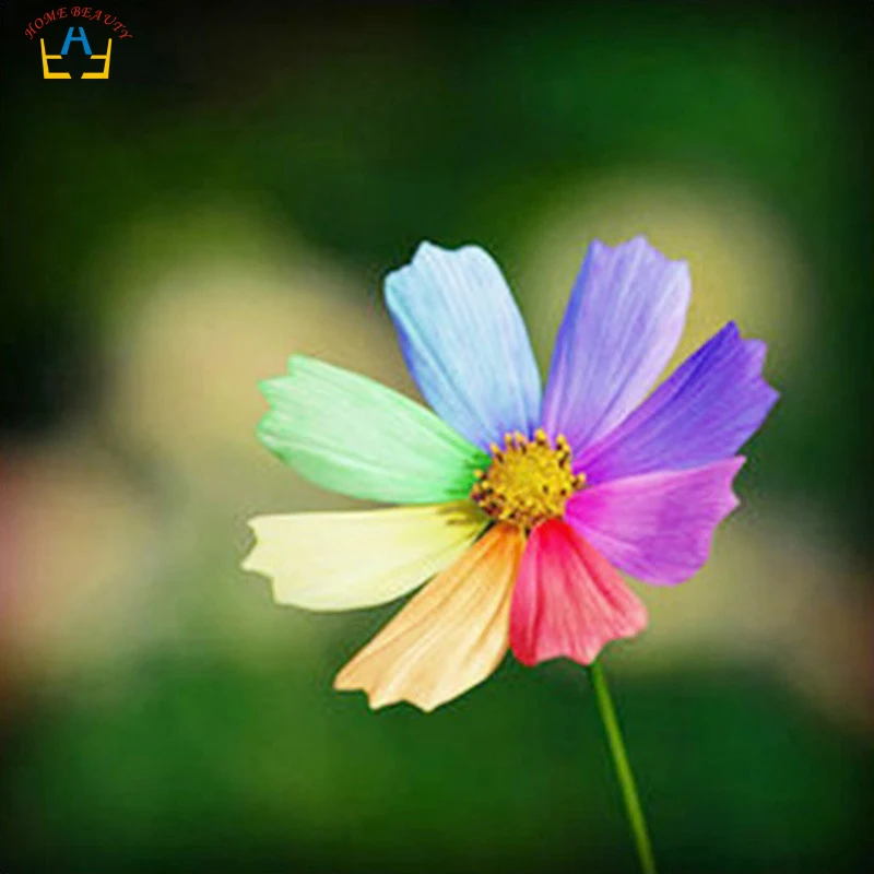 Настурция аленький цветочек. Цветные цветы. Семицветик цветок настоящий. Цветик семицветик. Сказки про цветы.