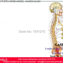 Европейская версия шейного позвонка грудной клетки поясничного позвонка модель позвонка человека модель шейного отдела позвоночника модели GASEN-GL033