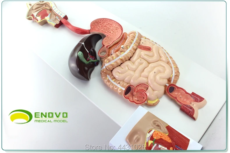 ENOVO медицинский модель пищеварительная система человека пищеварительный тракт железы внутренней медицины анатомическое строение орган