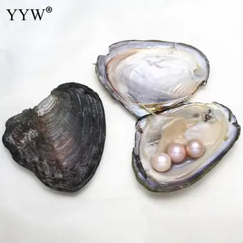 

Vacuum pack Oyster Wish Freshwater Pearl Mussel Shell Pearl Inside Pearl Christmas Mysterious Birthday Gift Surprise 11-12mm