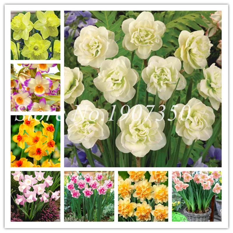 

Free Shipping 100 Pcs Bonsai Of Aquatic Plants Double Petals Mixed Daffodils Bonsai Narcissus Bonsai For Home & Garden