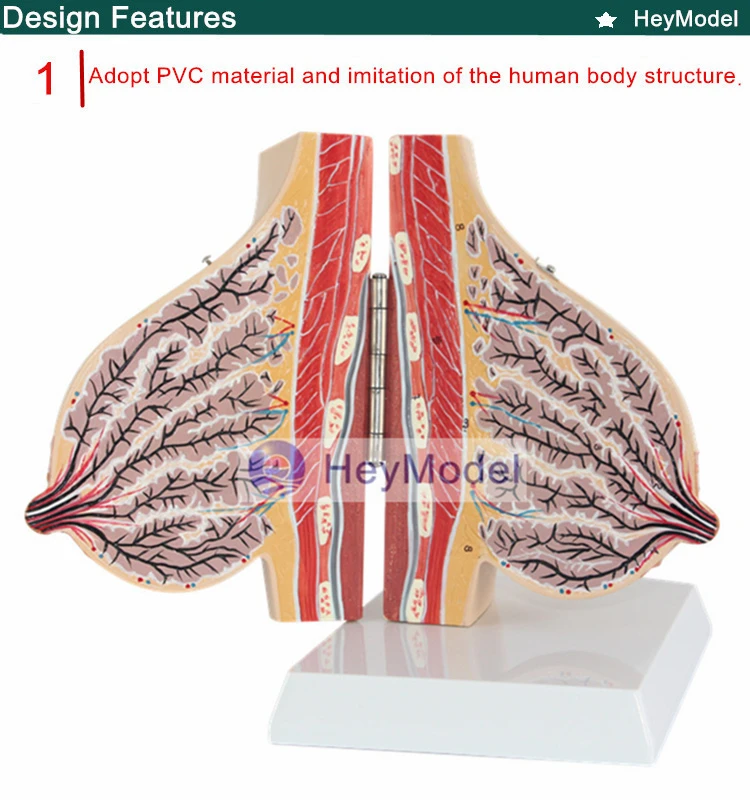 1.PVC_