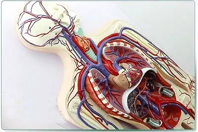 кровеносная система человека. кровеносная система человека. модель кровеносной системы человека. модель системы кровообращения. макет сердечно сосудистой системы.