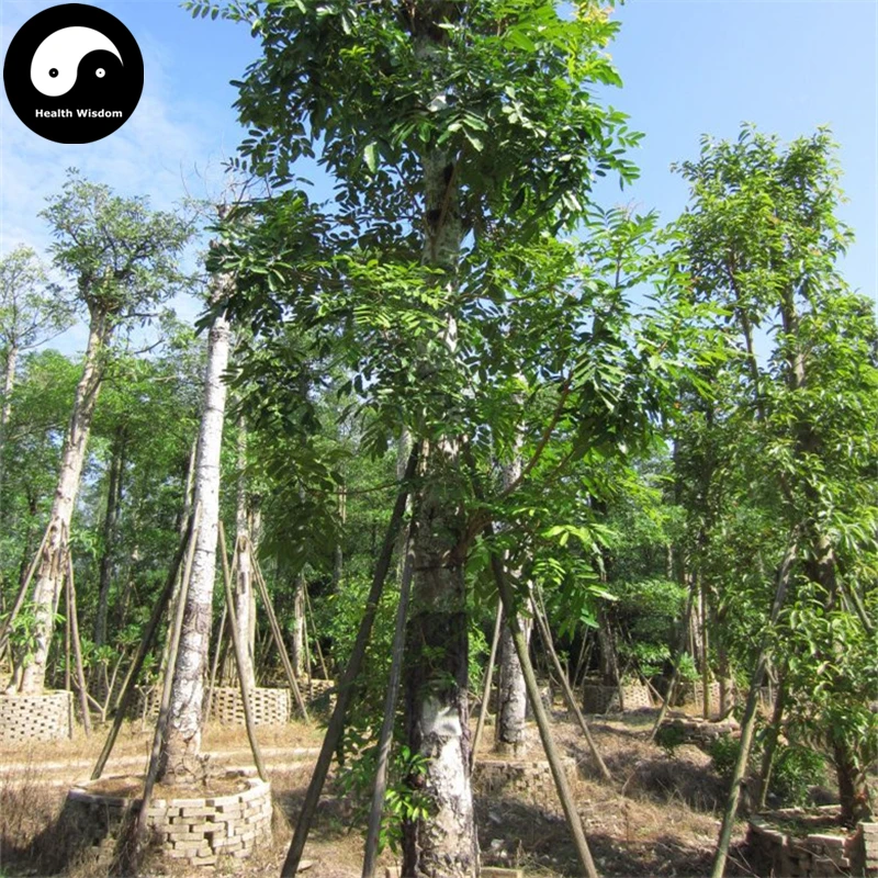 Buy Buy West Indian Mahogany Tree Semente 30pcs Plant