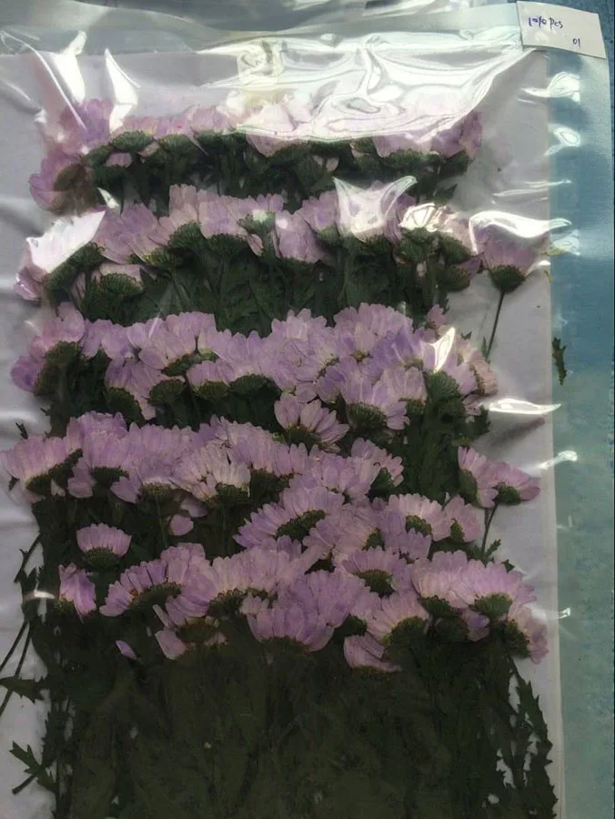 -purple