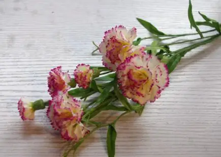 Настоящее прикосновение цветы шелковая Гвоздика матери/учителя подарок украшение для дома/для свадьбы искусственные цветы - Цвет: White purple edge