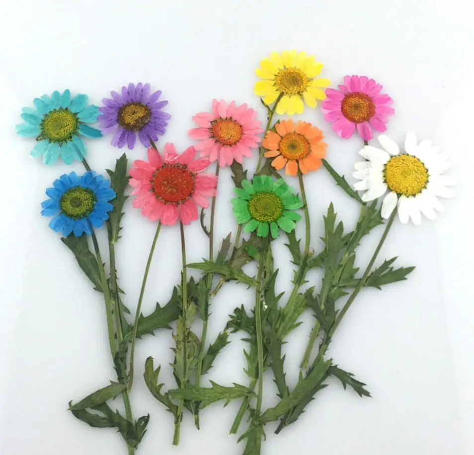 100ピース押し花ひまわり花植物ハーバリウムdiy材料ジュエリー 100ピース押し花ひまわり花植物ハーバリウムdiy材料ジュエリー