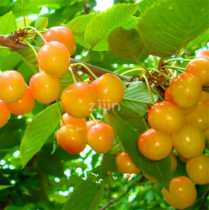 

New Arrival!20 cherry Bonsai Australia black cherry tree Plants rare fruit tree Plantas for home garden planting