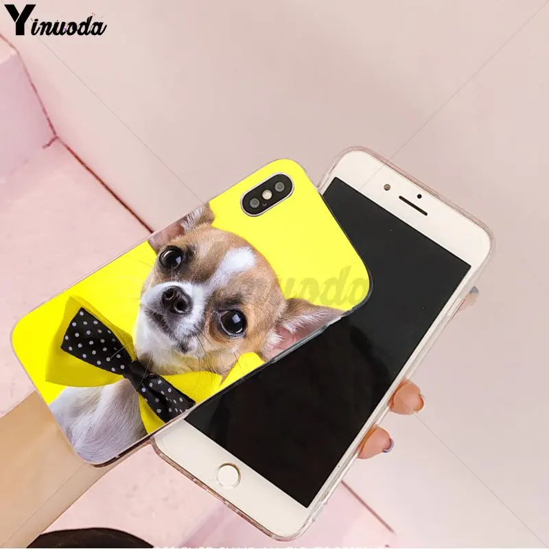 Animal Chihuahua dog
