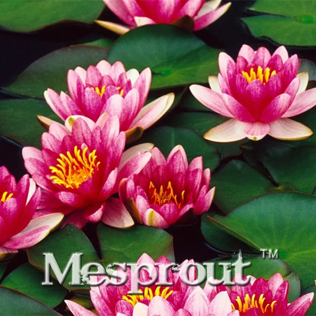 

5Pcs Pink White Bowl Lotus Bonsai Balcony Patio Garden Potted Bonsai Plant Farm Nelumbo Nucifera Bonsai Free Shipping