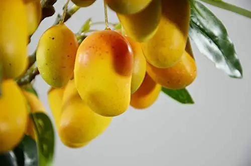 Rinlong Artificial Mango Branch (1)