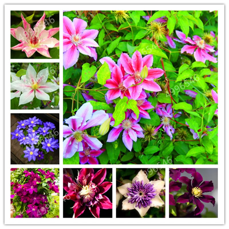

Big Promotion!100flores/bag climbing clematis bonsai,perennial courtyard bonsai flower plants for home garden free shipping