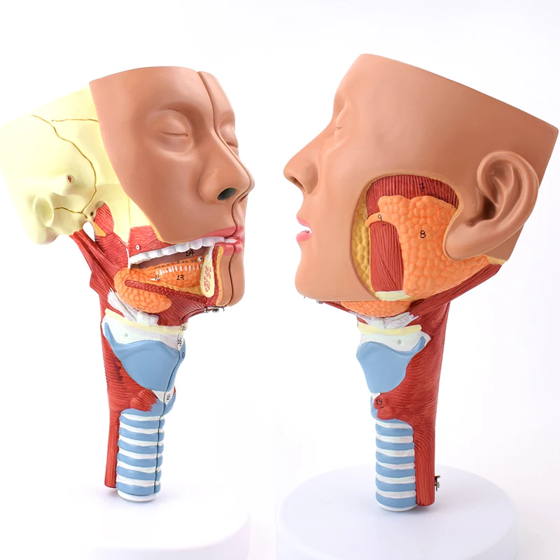 CMAM/12702 респираторная система-голова с Pharynx мышц, медицинская учебная анатомическая модель