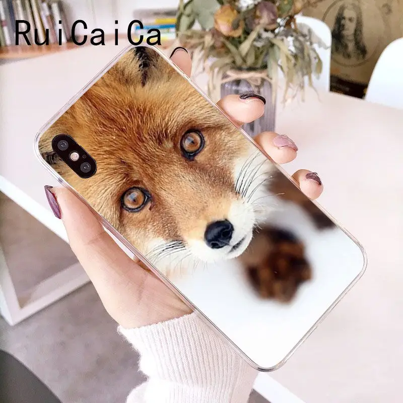 Animal Raccoon Fox