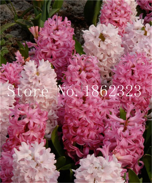 100 szt Hiacynt bonsai wieloletnie Hyacinth roślina doniczkowa Indoor roślina Easy rosną w doniczkach kwiat roślin Bonsai dla domu ogród tanie i dobre opinie Bardzo proste Roczne Wykluczone Nowa roślina Upiększających Mini średni duży mały Wiosna Virgo Subtropikalnych 100 szt Hiacynt bonsai wieloletnie Hyacinth roślina doniczkowa Indoor roślina Easy rosną w doniczkach kwiat roślin Bonsai dla domu ogród tanie i dobre opinie Bardzo proste Roczne Wykluczone Nowa roślina Upiększających Mini średni duży mały Wiosna Virgo Subtropikalnych