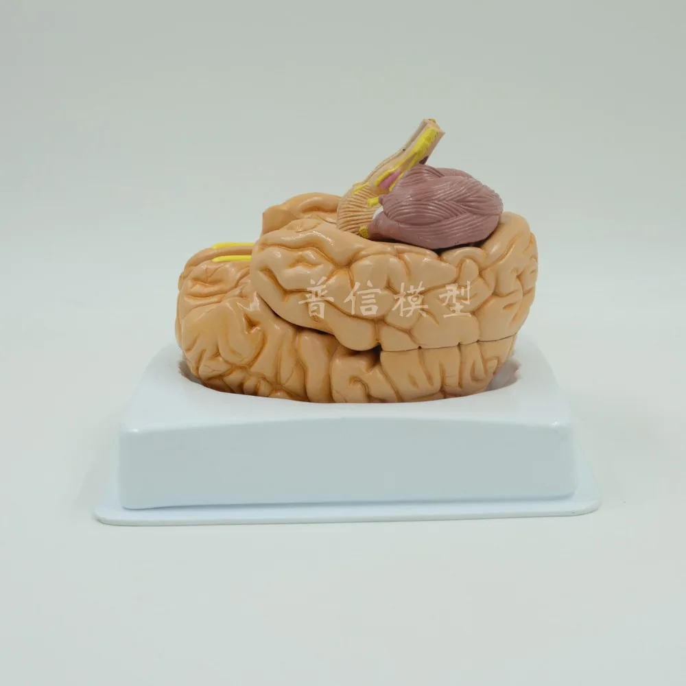 Бесплатная доставка модель brain цифровой идентификации stem 8 деталей | Канцтовары
