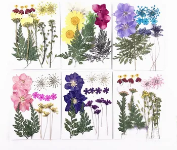 

Mixed Pressed Dried Leaf Leaves + Flower Plant Herbarium For Jewelry Phone Case Photo Frame Bookmark Craft DIY Making