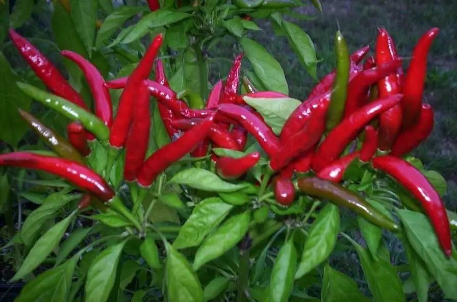 

Very Hot Thai Dragon Small Red Hot Pepper 100