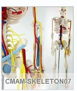 CMAM-human-skeleton-anat-04