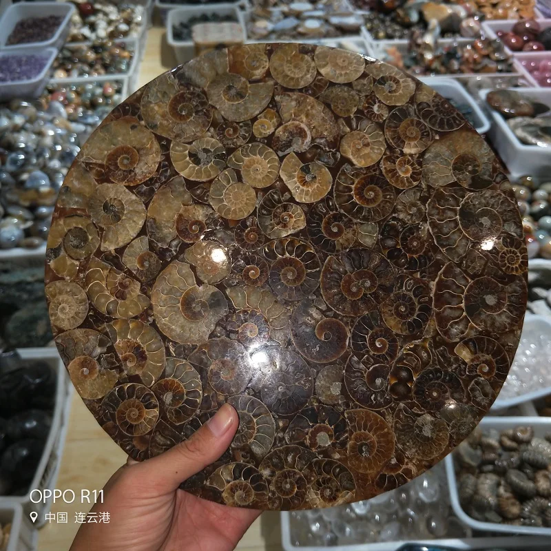 Ammonite Fossil Slice Plate Natura Shell a compassl MADAGASCAR FOSSIL SPECIMEN HEALING fashion wedding decoration