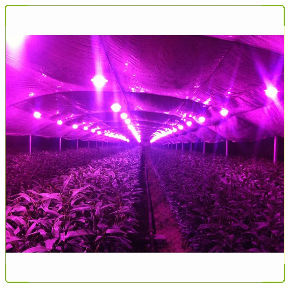 RAYWAY 85-265 в светодиодный светильник для выращивания растений E27 5 Вт 7 Вт 9 Вт 12 Вт 15 Вт 18 Вт Красный Синий светодиодный светильник для выращивания растений