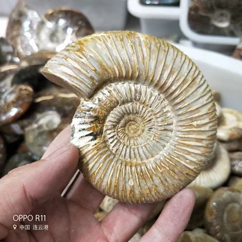 

AAAA++1PC Natural Polished Pavlov Ammonite Fossil specimen Madagascar RANDOM natural stones and minerals